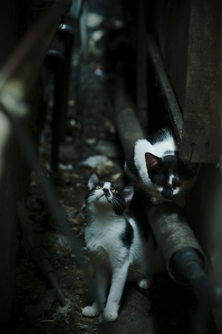 开云体育官方网站-2016年季后赛第七场：库里的“远距离绝杀”点燃全场！，16年总决赛第七场库里数据