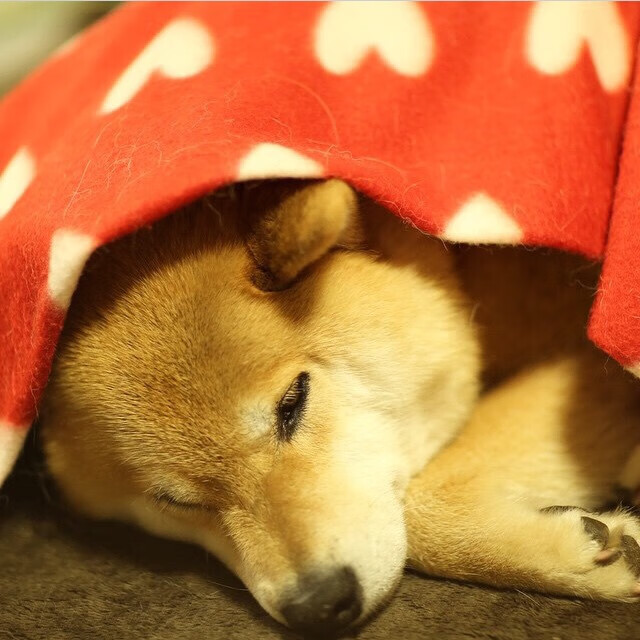 开云娱乐-【赛事回顾】丁俊晖夺冠的精彩瞬间，分析他的攻守策略，丁俊晖取得的冠军