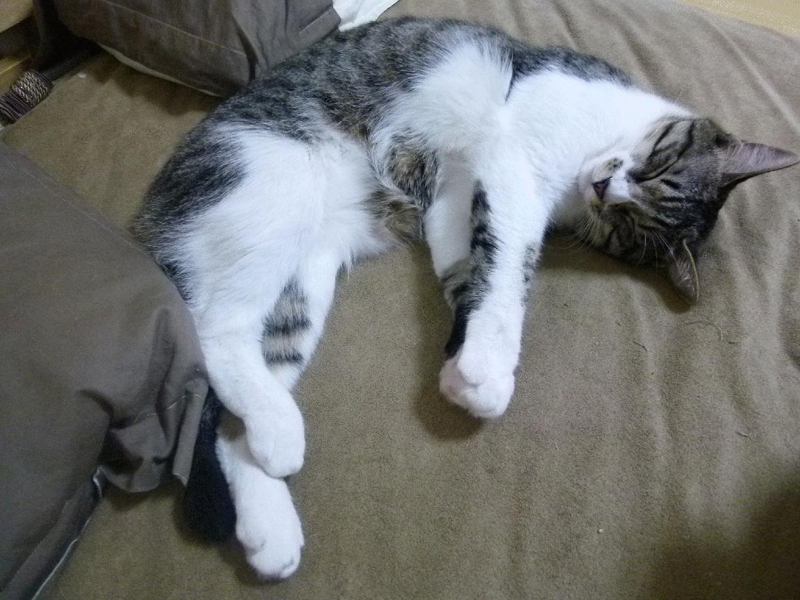 开云·体育全站登录地址-太阳光芒万丈，齐心协力擒狮子